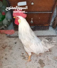  1 نصيحة اقرا الاعلان