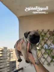  13 جراوي بج، pug puppies