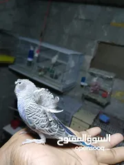  2 جوز هوجو رومو الفحل سبلت بلاك فيس 100% والطيرة بلاك فيس ازرق منتجات ومرفق صور انتاجهم وموجود فيديو