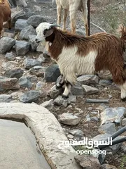  3 جديا للبيع