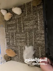  8 hamster هامستر للبيع عدد 7