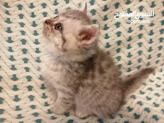  4 ذكر سلفر تابي  هملايا بيرشن  نضافه وصحه شعر طويل مميز