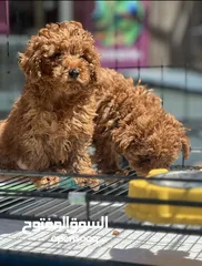  3 Toy Poodle - Tea Cup  ( puppy ) - Female