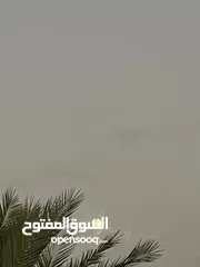  1 قط للتبني شيرازي