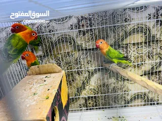  2 غندورات آيونج