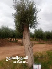  4 اشجار زيتون ونخيل عربي واشنطني