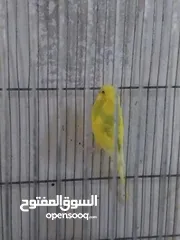  6 متوفر اربع طيور حب بسعر حرق اقرأ الوصف  ااااااااااااااااااااااااااااااااااااااااااااااااااااااا