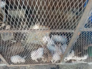  1 ارانب فرنسيه والاحجلم مخالفه للبيع