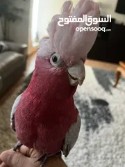  2 Gala cockatoo (Rockey)