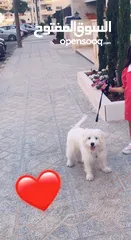  4 كلب مالتيز عمر 8 اشهر ماخذ كل المطاعيم و متعود على الحمام معه جميع اغراضه  متعود على العائلة و البيت