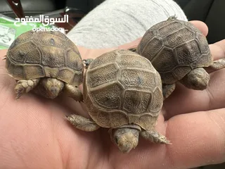  11 سلاحف بيبي وجمع الاحجام. تربيه مزرعه صحه   ونظافه top.  يوجد سلاحف ازواج. موسم تكاثرهم.