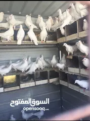  1 حمام فرنسي