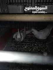 9 جوز كوكتيل  البينو