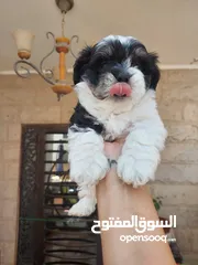  3 لمحبين الكلاب الصغير  للبيع اي استفسار يرجع المرسلة على خاص
