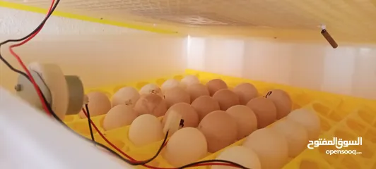  4 فقاسة 56 بيضة للبيع...... اقرا الوصف