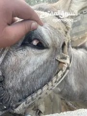  2 حمار للبيع.