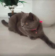  2 قطة أنثى برتش سكوتش شورت هير  Female Scottish British Shorthair cat