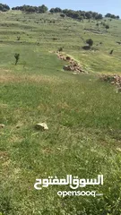  4 قطعة أرض زراعية جاهزة للزراعية