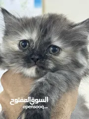  5 قطط هملايا للبيع