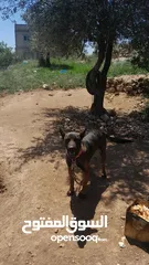  1 كلب مالينو العمر سنه وشهر
