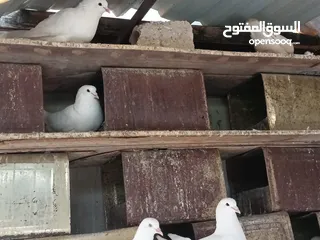  8 حمام فرنسي للبيع الفرنسي و اللاهور  بايع كوم كامل للاستفسار عنهم