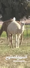  1 بكره للبيع العمر سنه ونص وظحى