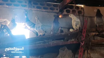  1 حمام 12 للبيع