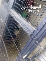  3 طيور جنه مع قفص حديدي قوي جدا بسعر مغري جداً