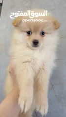  2 جراء بوميريان اصغر حجم تيكب