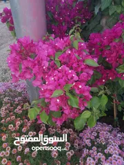  11 مشاتل المملكة الزراعية لتنسيق الحدائق