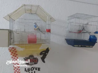 1 طيور حب للبيع في اربد الرجاء الاتصال على الرقم يلي داخل الاعلان