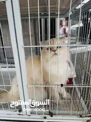  3 قطة مكس بين هملايا وسكوتش