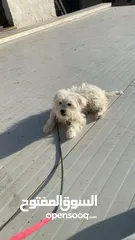 1 كلب زينه للبيع نضيف ولعوب