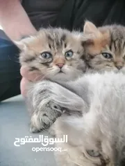  1 قطط مكس شانشيلا على شيرازي على سكوتش فولد... صغار... صحتهم ممتازة.... ذكر وانثايتين