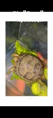  1 baby turtle