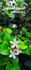  4 ورد الياسمين