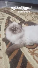  1 قطاط (شيرازي )