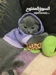  5 Scottish fold 7 months سكوتش فولد سبع  شهور