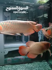  1 super red arowana available with certificate