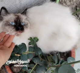  1 بزونة هملايا چوكلت