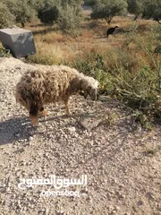  12 قرقير عدد إثنين للبيع