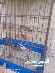  1 موجود عاصفير جنه شغال للبيع