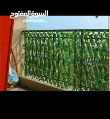  8 رول ورق شجر اخضر كثيف3 متر ب متر  للمداخل والبرندات واالحيطان