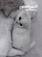  3 كيتنر للبيع
