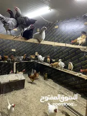  6 بيض بلدي منزلي -eggs for htching - fresh eggs  Barahma/ local eggs for hatching