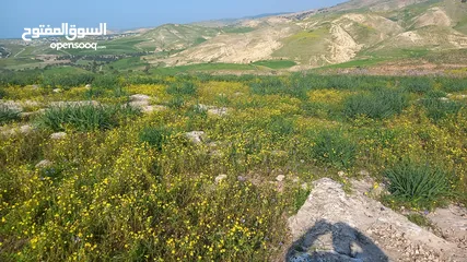  1 قطعة ارض زراعية بالقرب من طريق كفرابيل الغور يابلاش كامل القطعة 