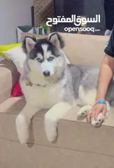  2 Husky Male - 6 MONTHS OLD