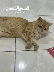  8 قطتان جميلتان تبحثان عن بيت دافئ  Two lovely cats looking for a loving home