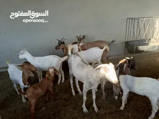  19 ماعز خليط موجود كمية