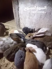  3 ارانب للبيع
